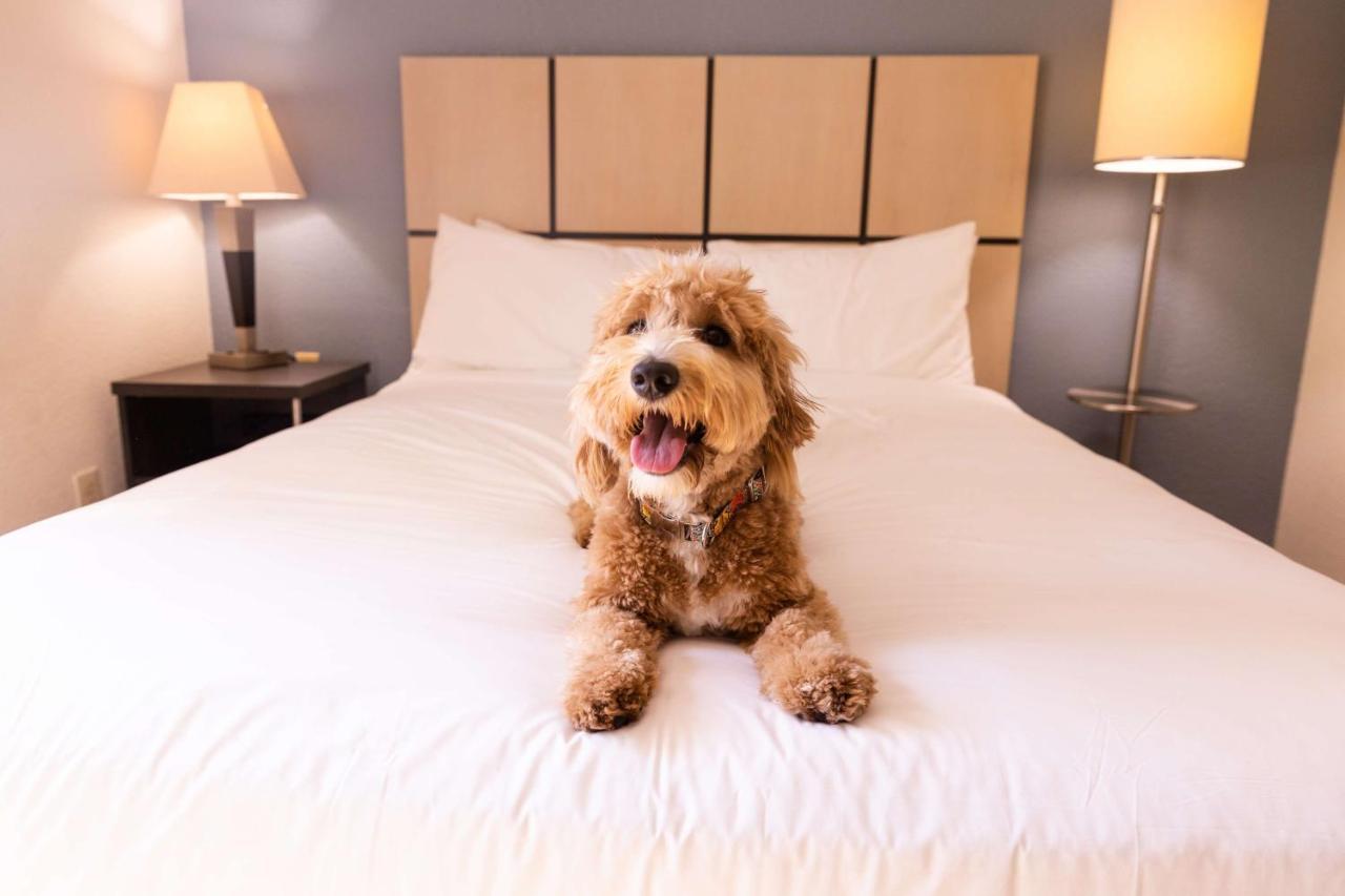 Sonesta Simply Suites Dallas Las Colinas Irving Exteriér fotografie